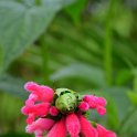 Salvia oxyphora (4)